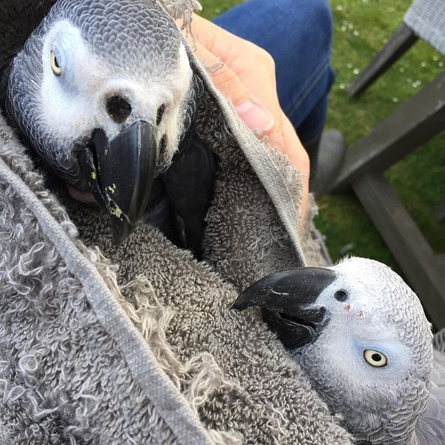 The two terrors fighting over a towel