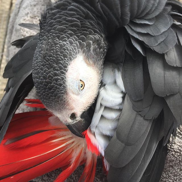 Benny enjoying the sunshine #parrotsofinstagram #parrots