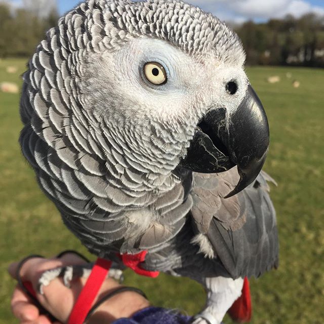 Walkies time at the parrot hotel