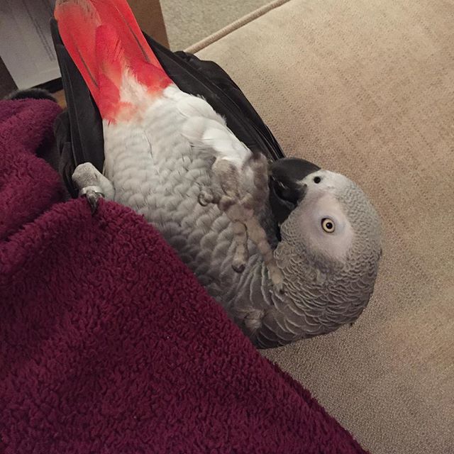 Darwin.... Having a roll on the carpet #parrotsofinstagram