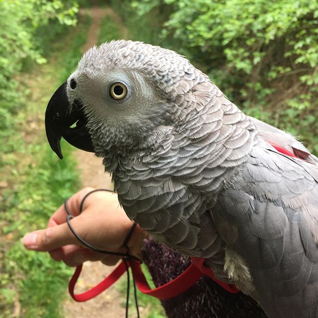 Darwin enjoying his walk in the country