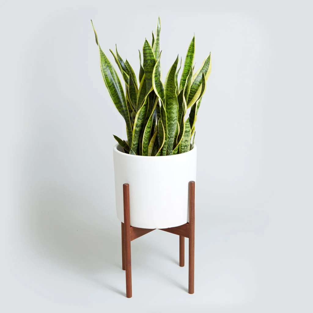 snake plant.jpg