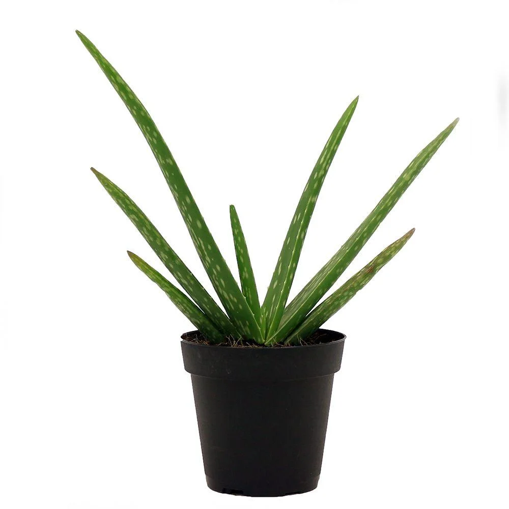 aloe plant.jpg