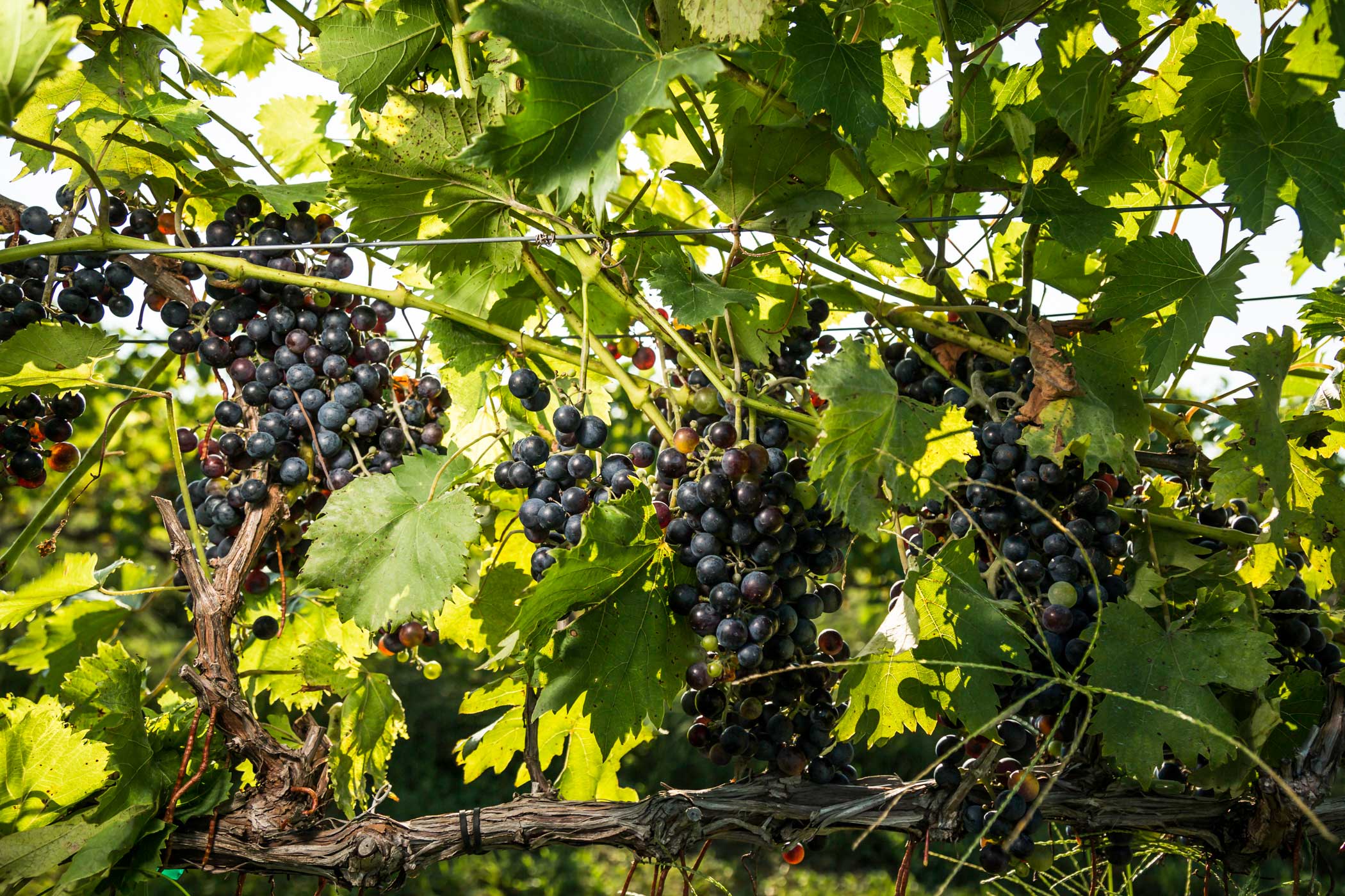 Chambourcin 2016 harvest is closed!