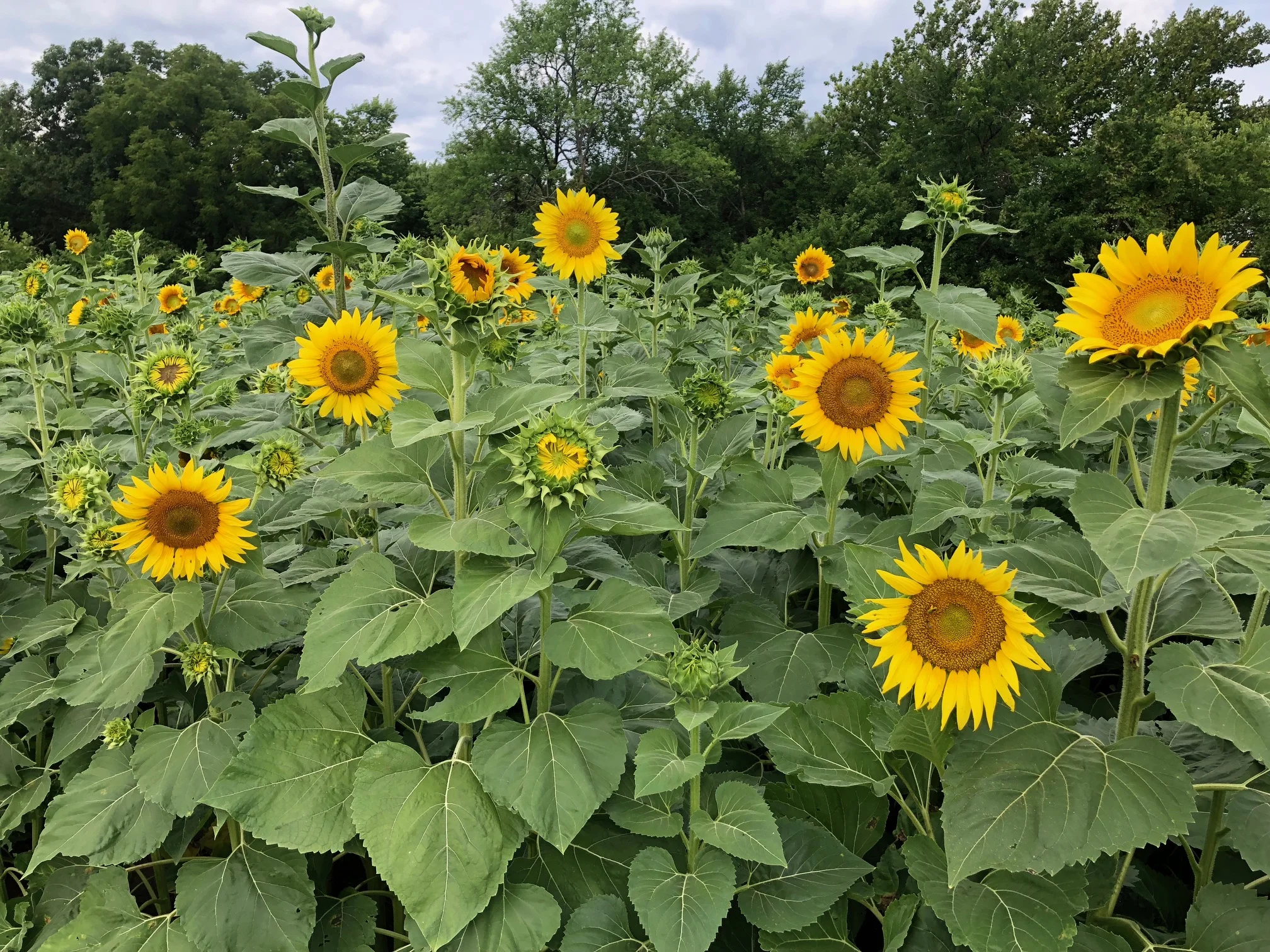 Sunflowers are blooming!!