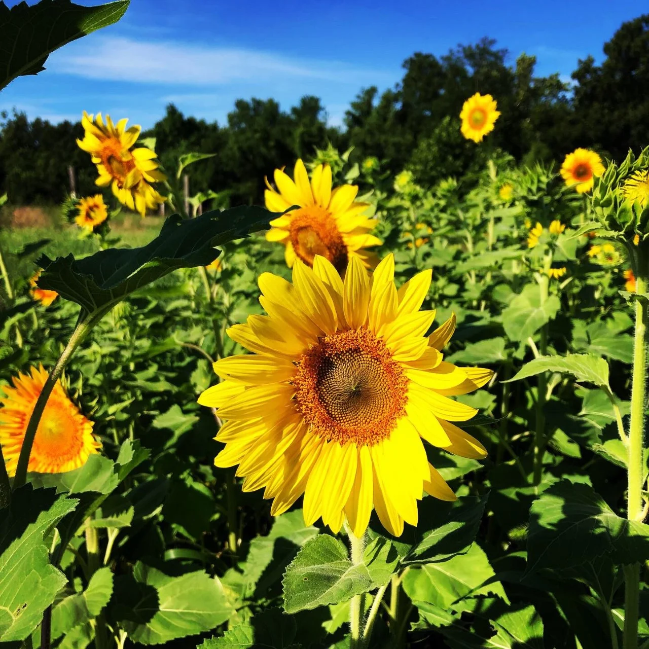 Sunflowers!
