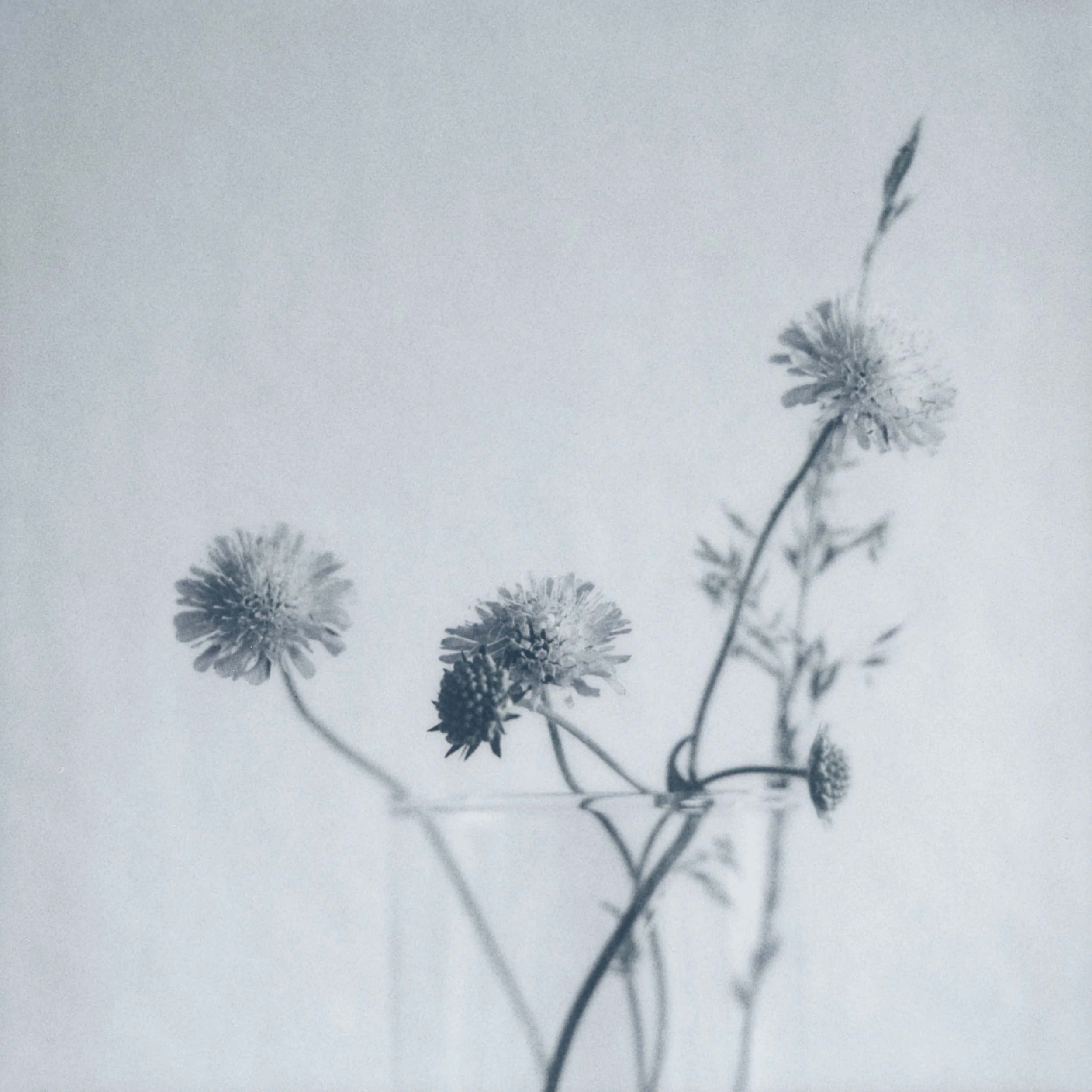 nature flower plate 13.jpg