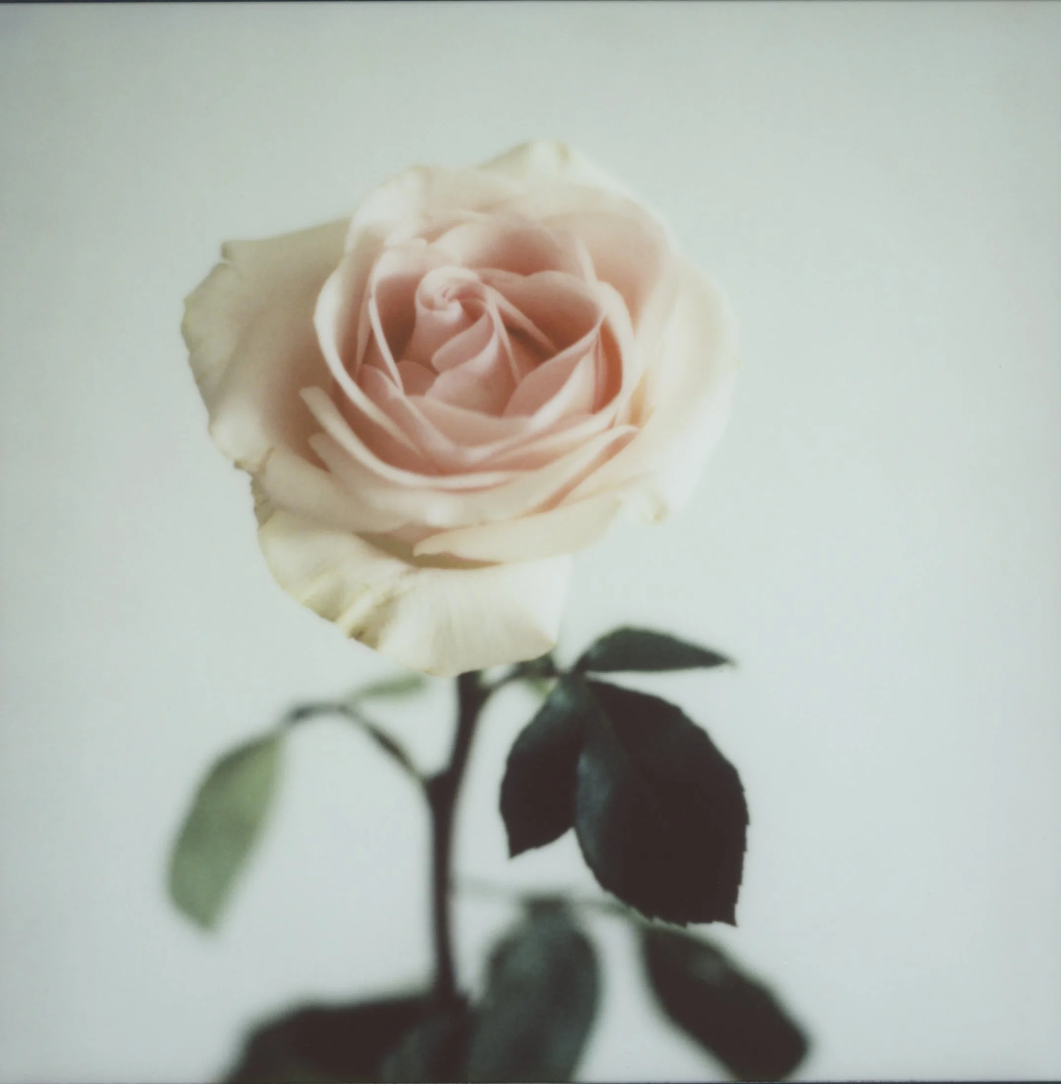 Rose Flower plate 12.jpg