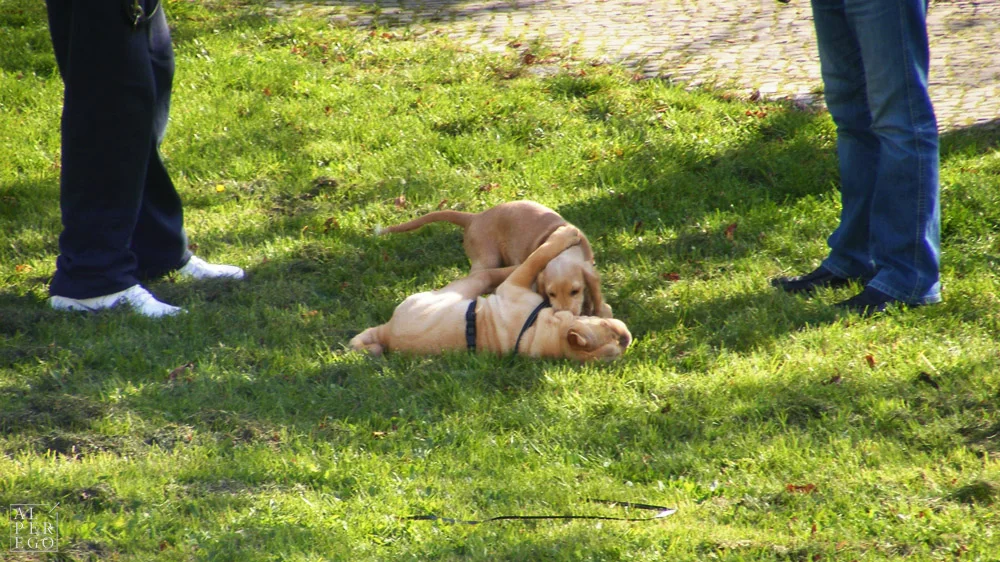 Two dogs having a conversation in the garden of the Bauhaus Archive.