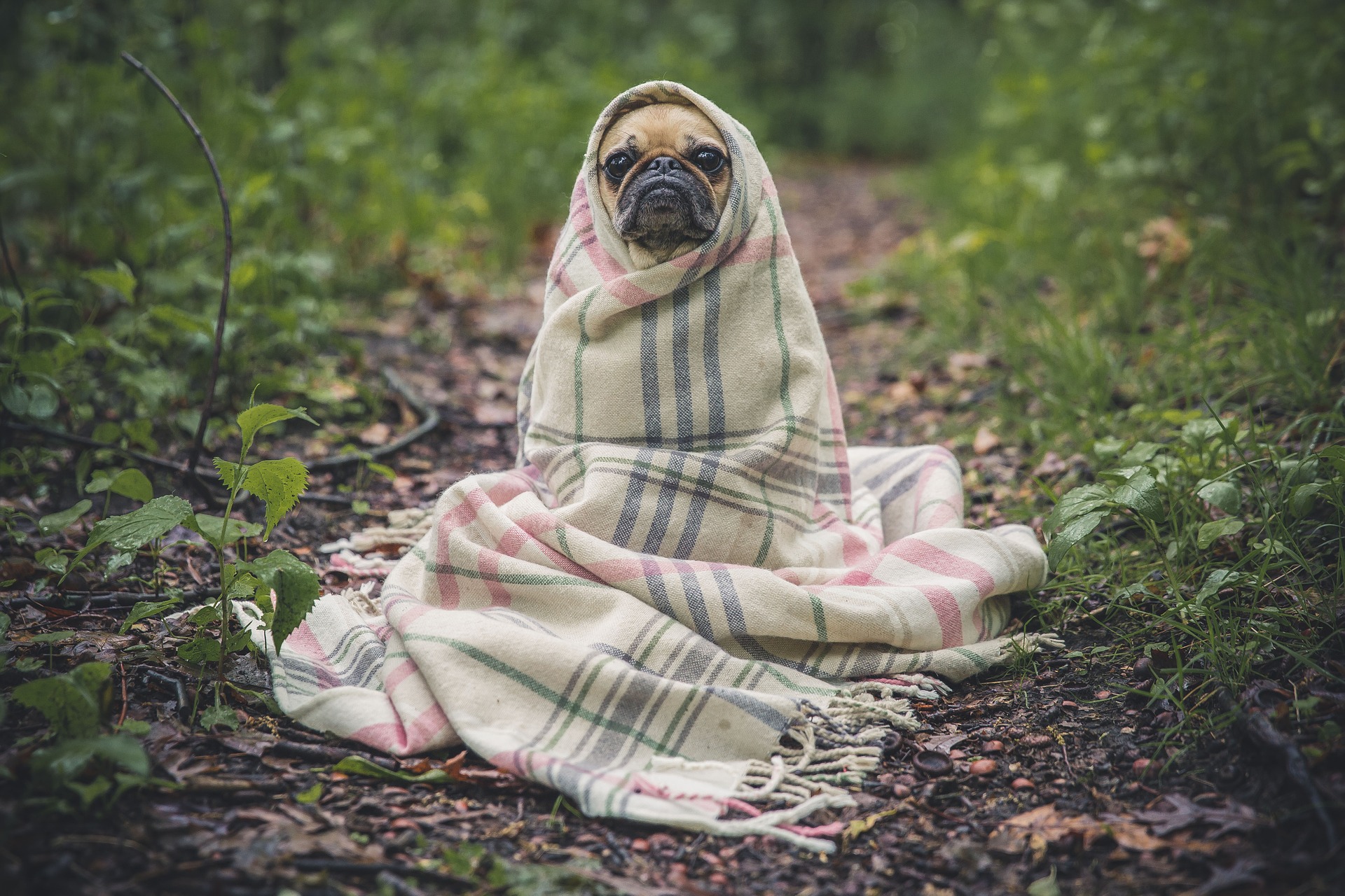 Not Mira. Just a cute dog in a blanket because Mira might kill me in my sleep if I wrapped her in a blanket.