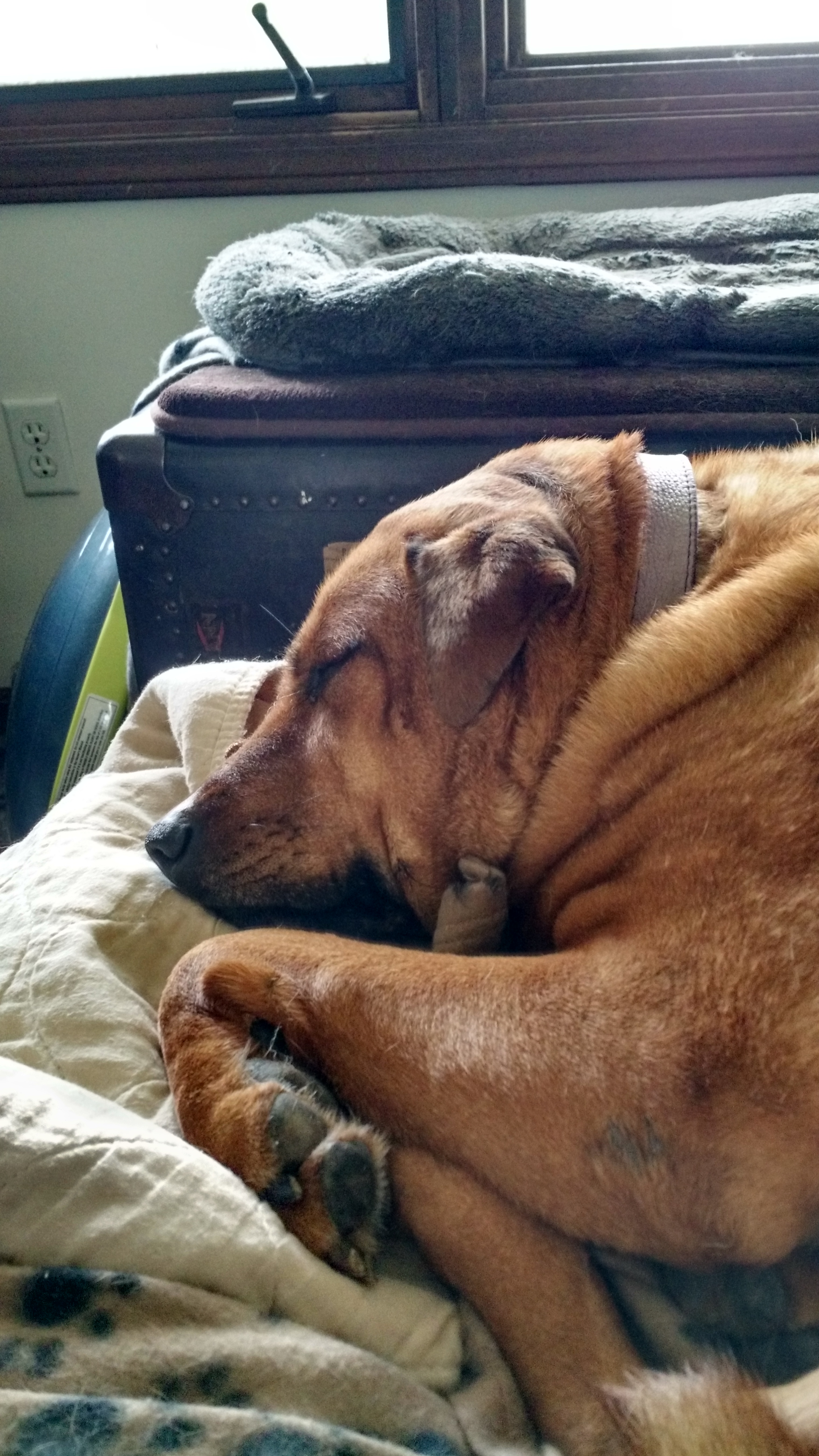 This *is* Mira, probably plotting to nap with her butt on my pillow.