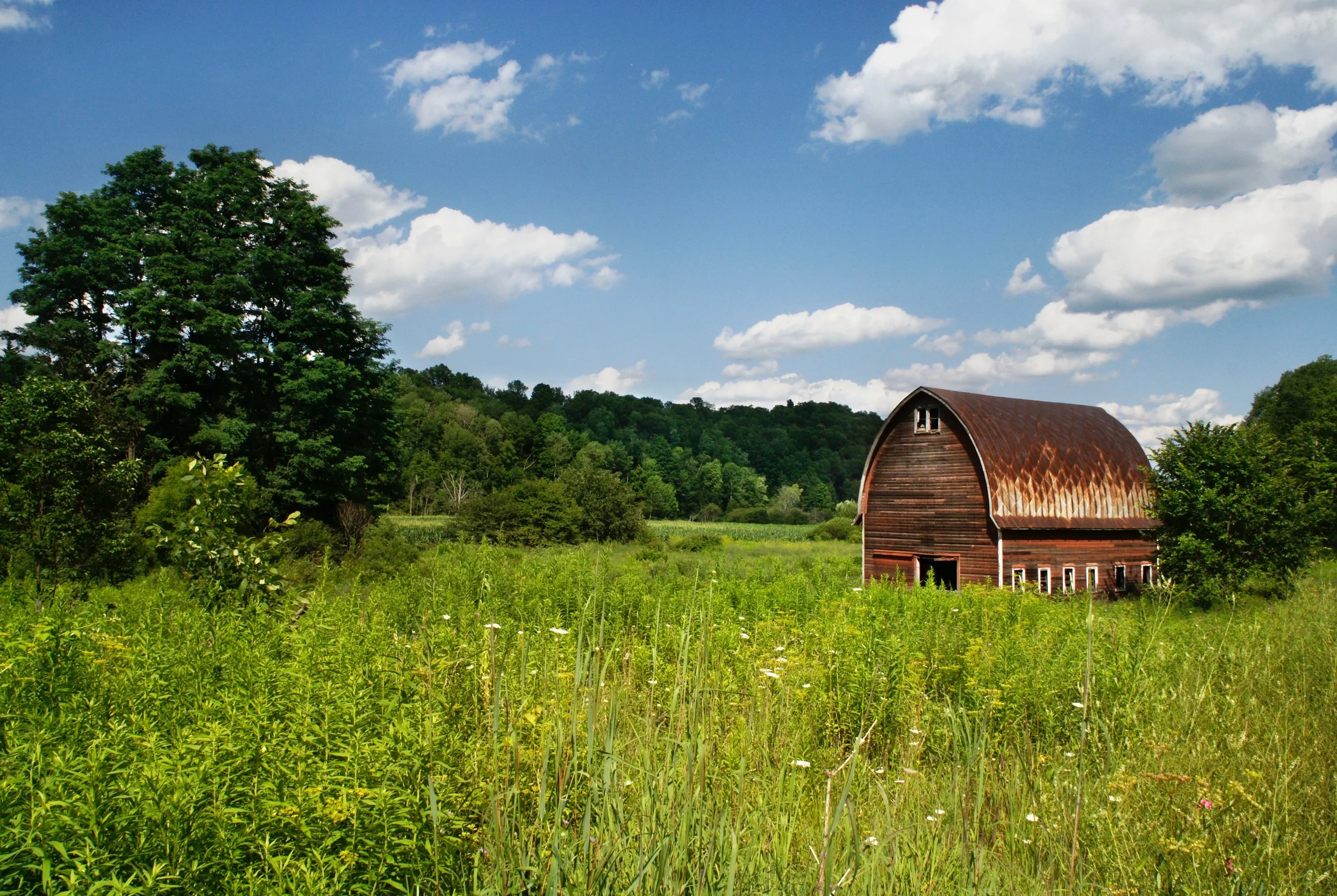 Weathered red barn with weeds growing around it, in front of a line of trees in the distance.