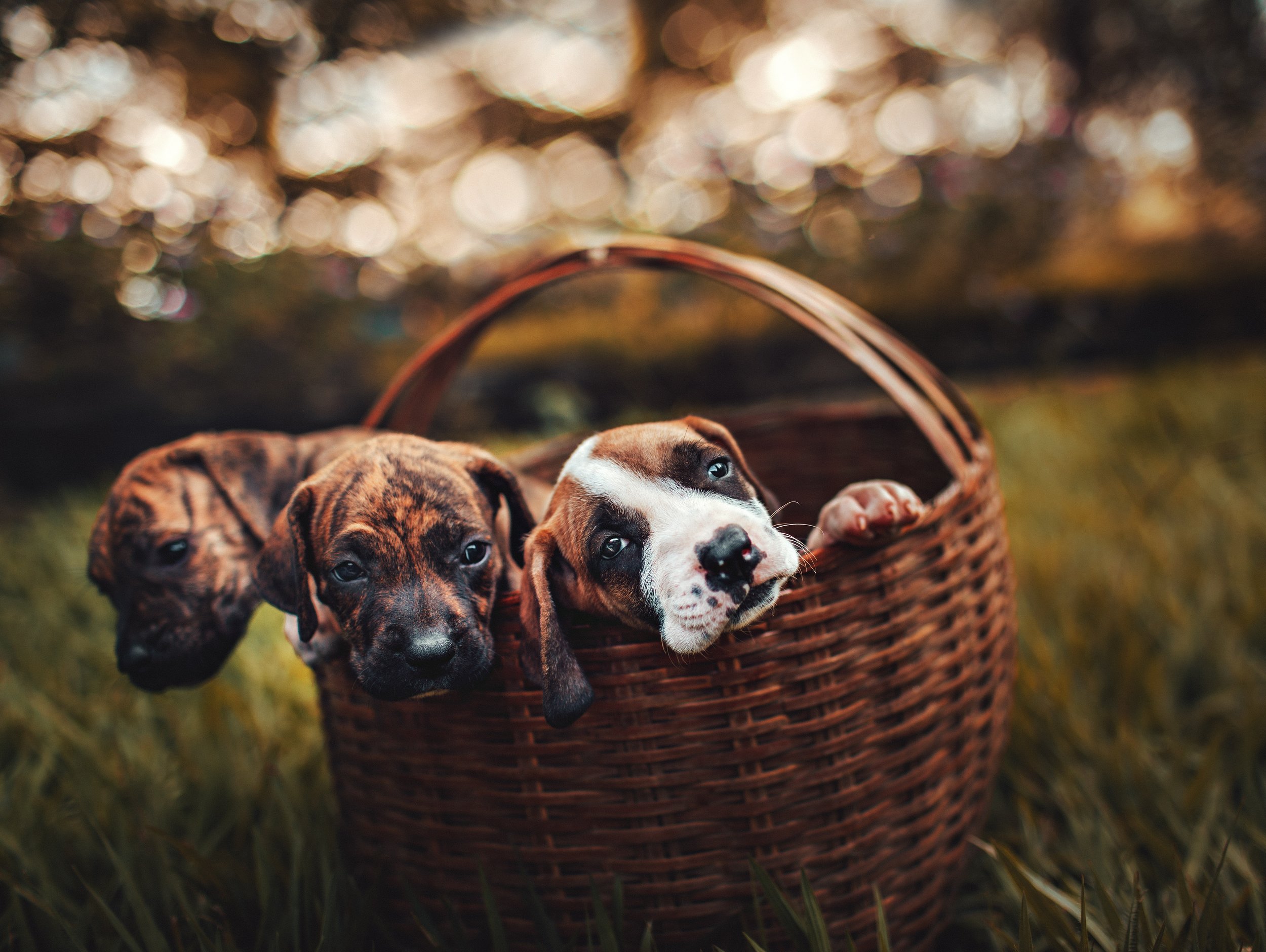 Three puppies lean their heads over the edge of the basket they are in, with a blurred background.