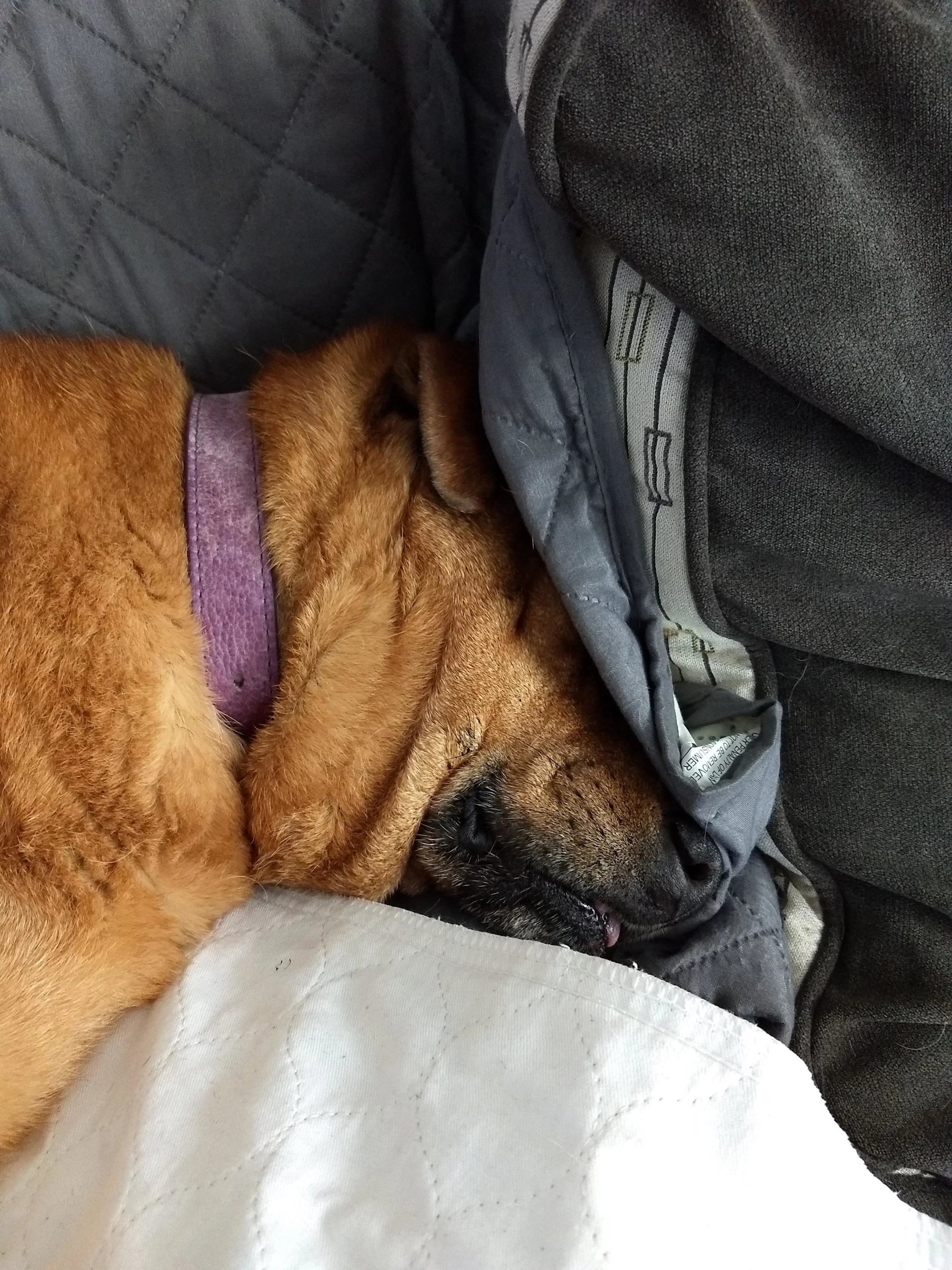 I felt about how Mira looks here on Monday morning. (image: reddish dog sleeping with face covered by a gray blanket)