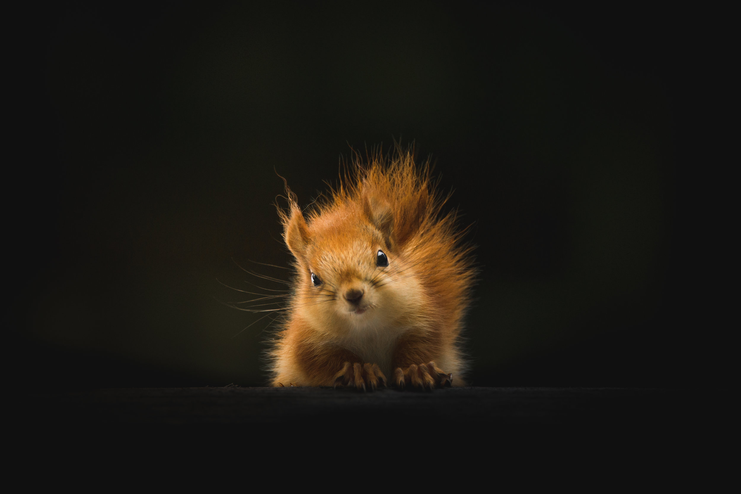 Red squirrel looking at the camera in front of black background.