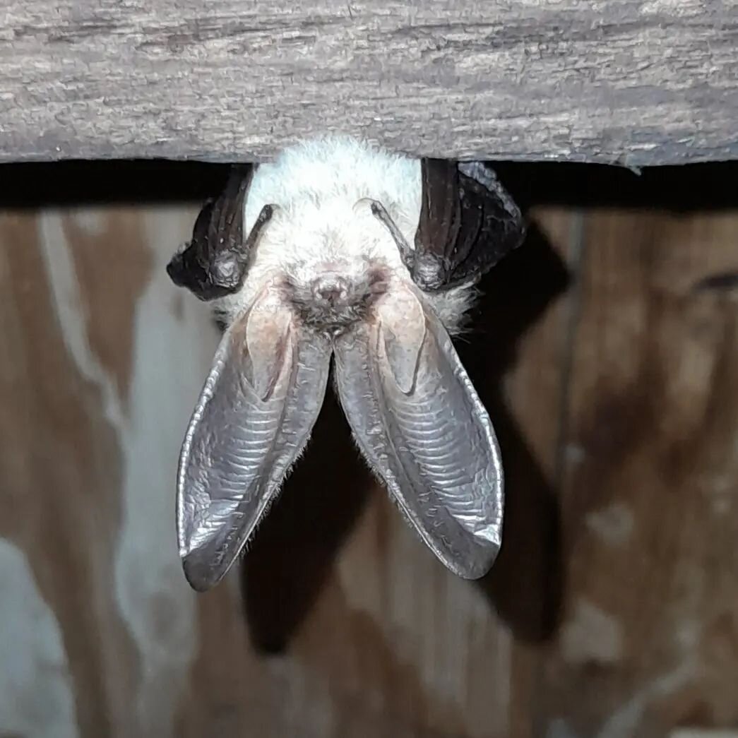 A first ever sighting for me. Just hanging around in the woodshed. #longearedbat seemingly they can hear ladybirds walking on leaves.