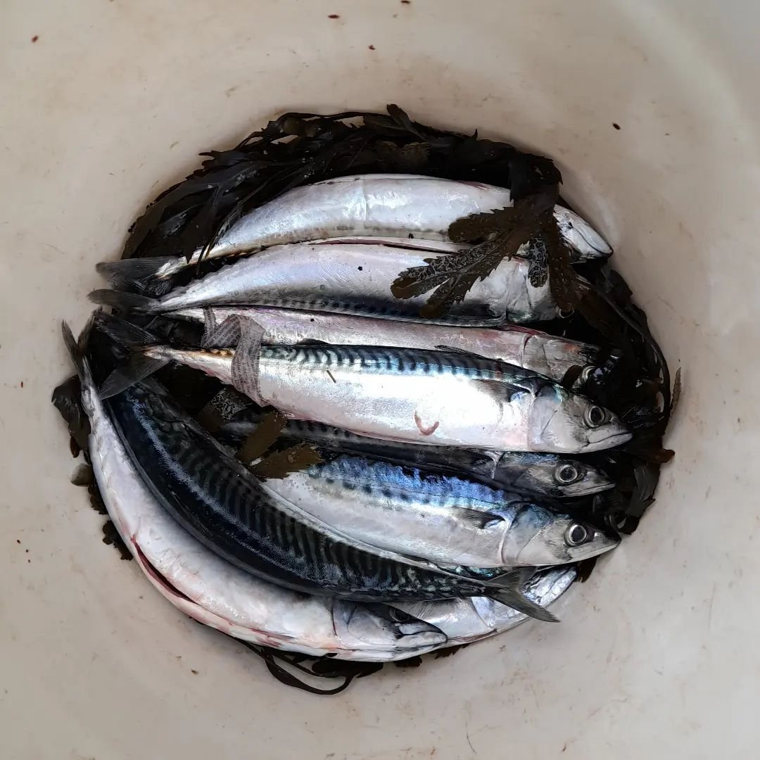 At the bottom of the pail, lying on a bed of bladderwrack.