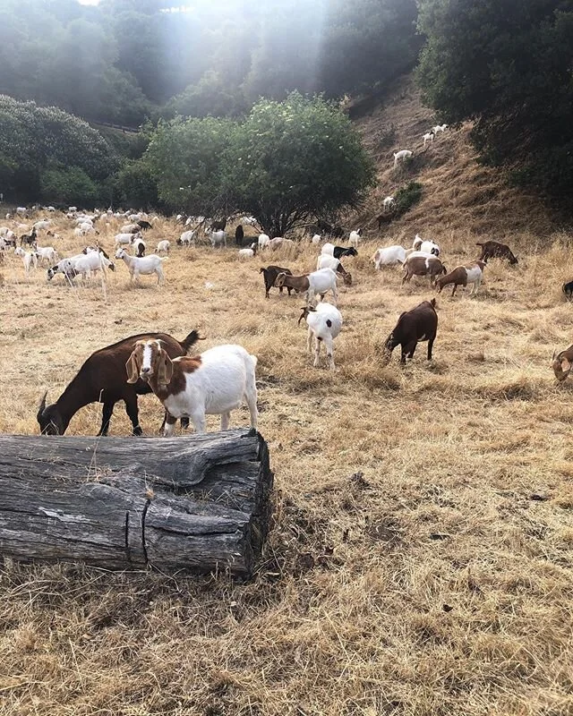 Goats in the Oakland Hills 🐐❤️
