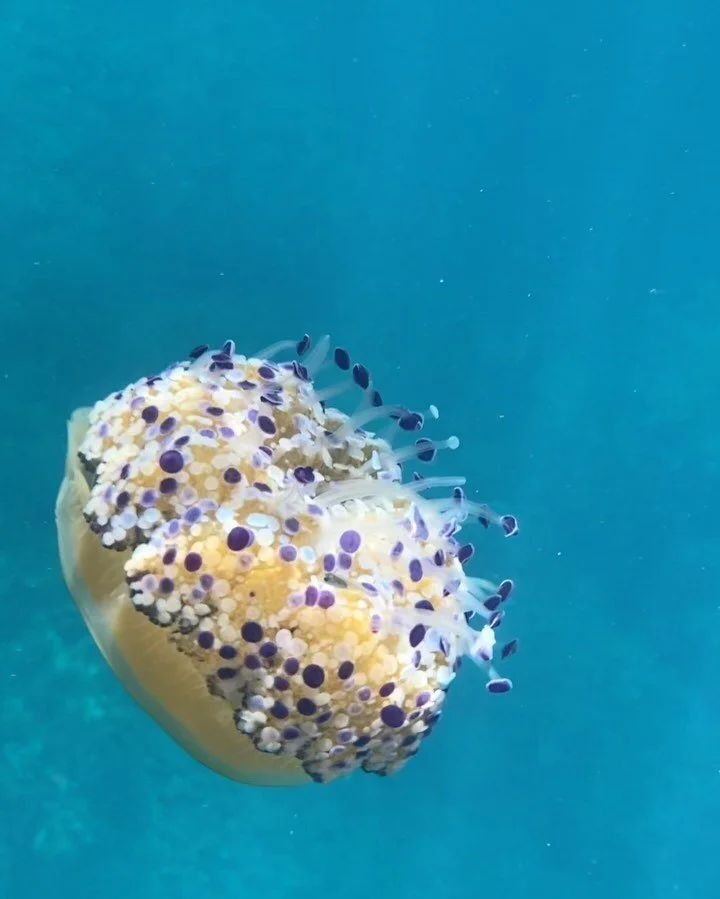 Jelly jelly, I love water.