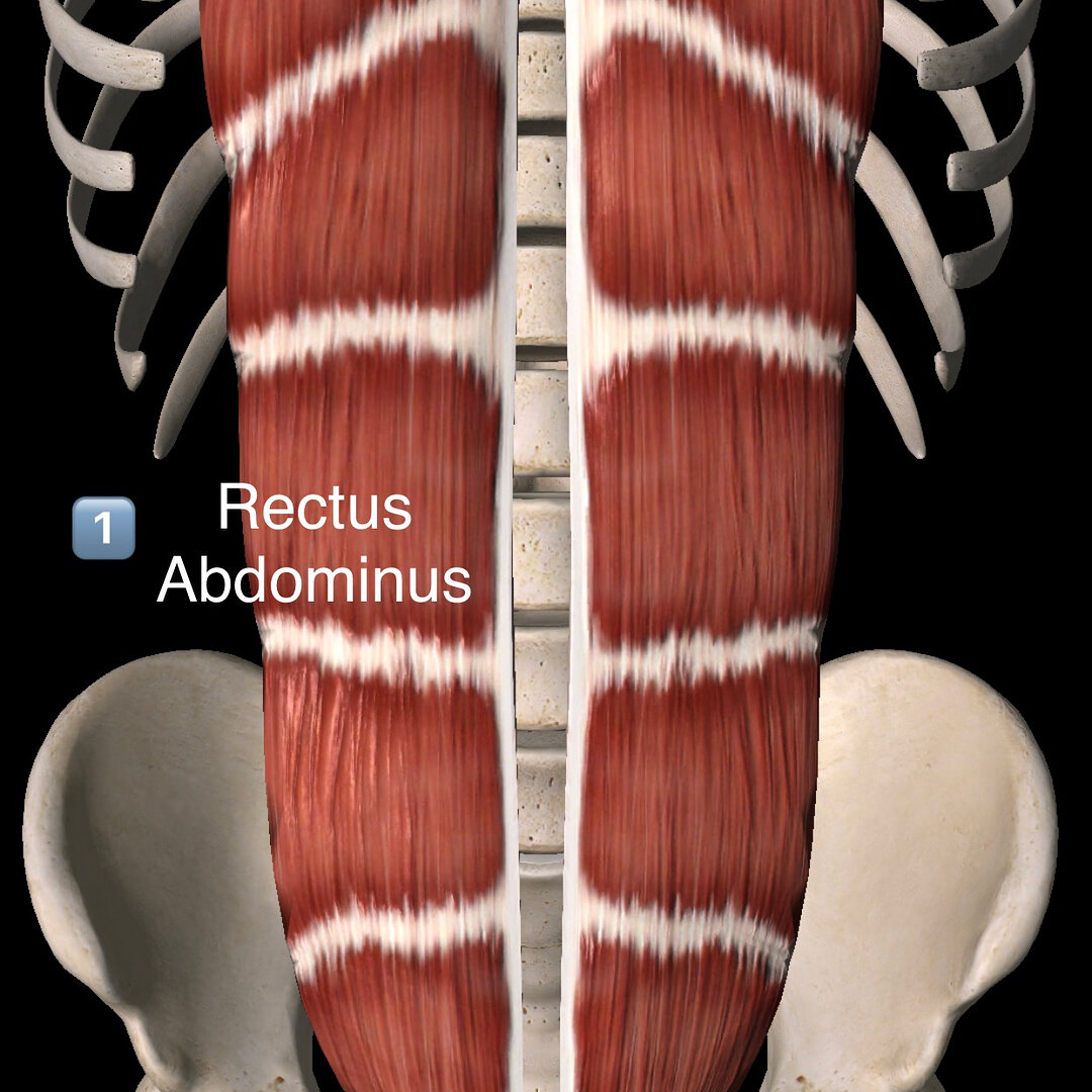 What exactly is our &quot;core&quot;? When we think of our core, we usually think about ripped abdominals, 6-pack abs, a beach ready body. Sure, it looks great, but how useful is our rectus abdominus in our day to day activities like breathing and wa