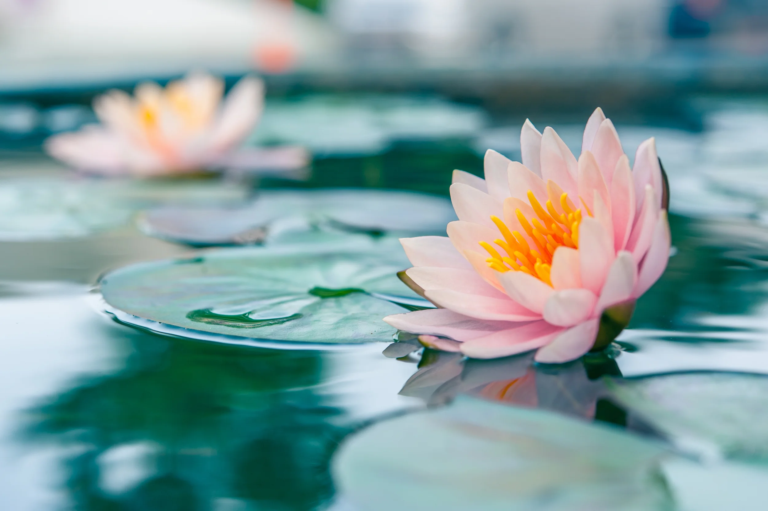 " When we give ourselves compassion, we are opening our hearts in a way that can transform our lives." - Kristen Neff