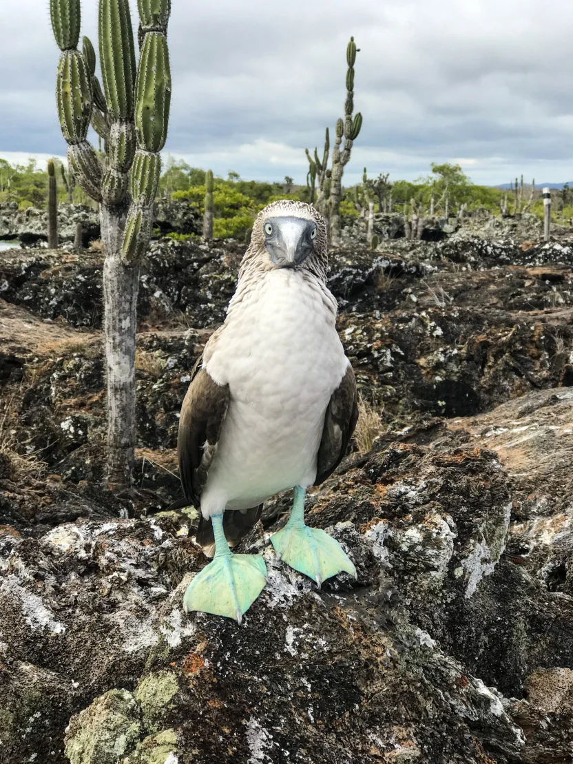 Galapagos Islands - 2018
