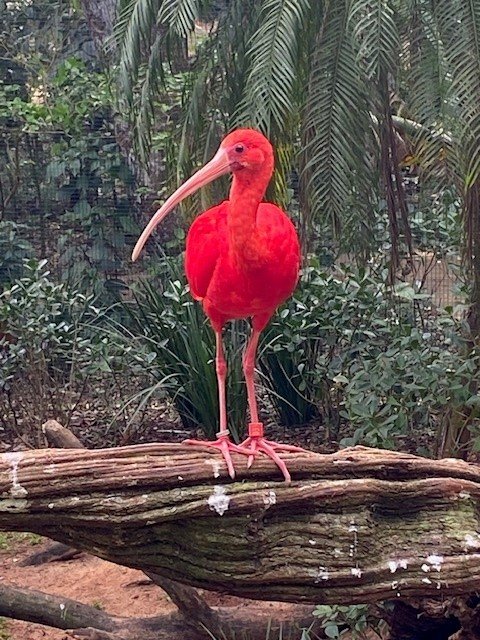Red Bird.jpg