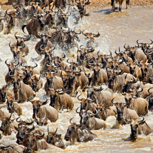 May 10, 2023 - What to Be Planning: Safaris