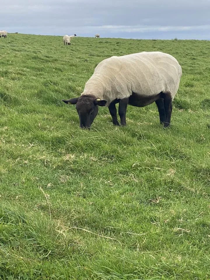 Ireland - sheep.jpg