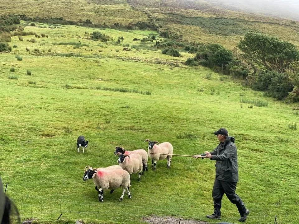 Ireland - Sheepdog demo.jpg