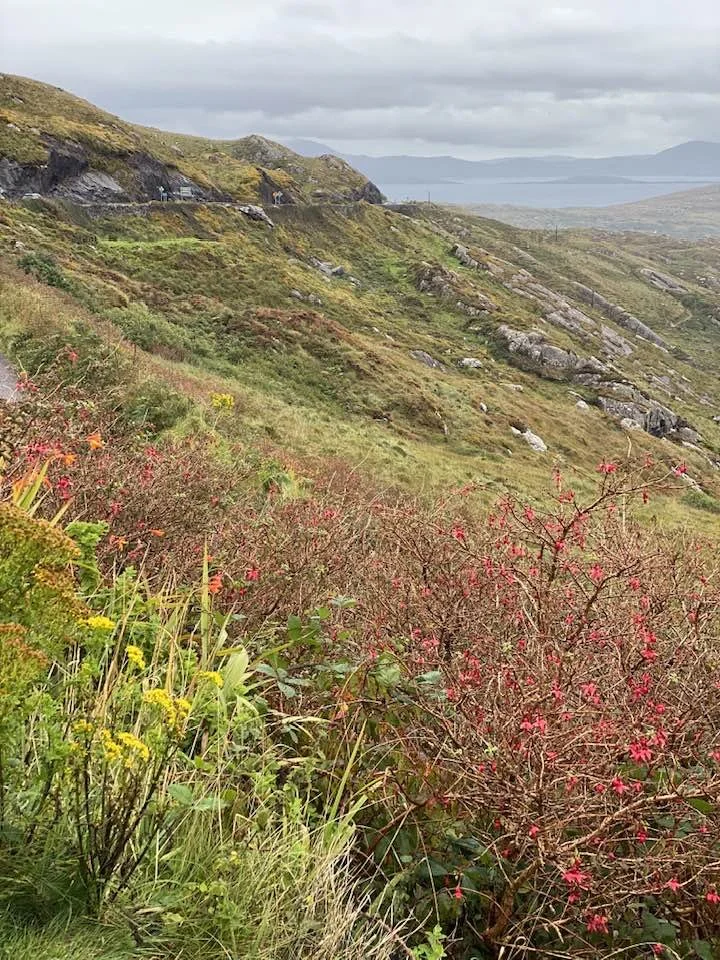 Ireland landscape.jpg