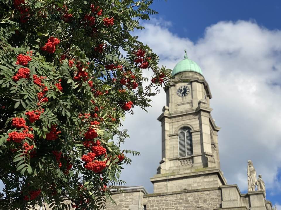 Ireland- tree.jpg