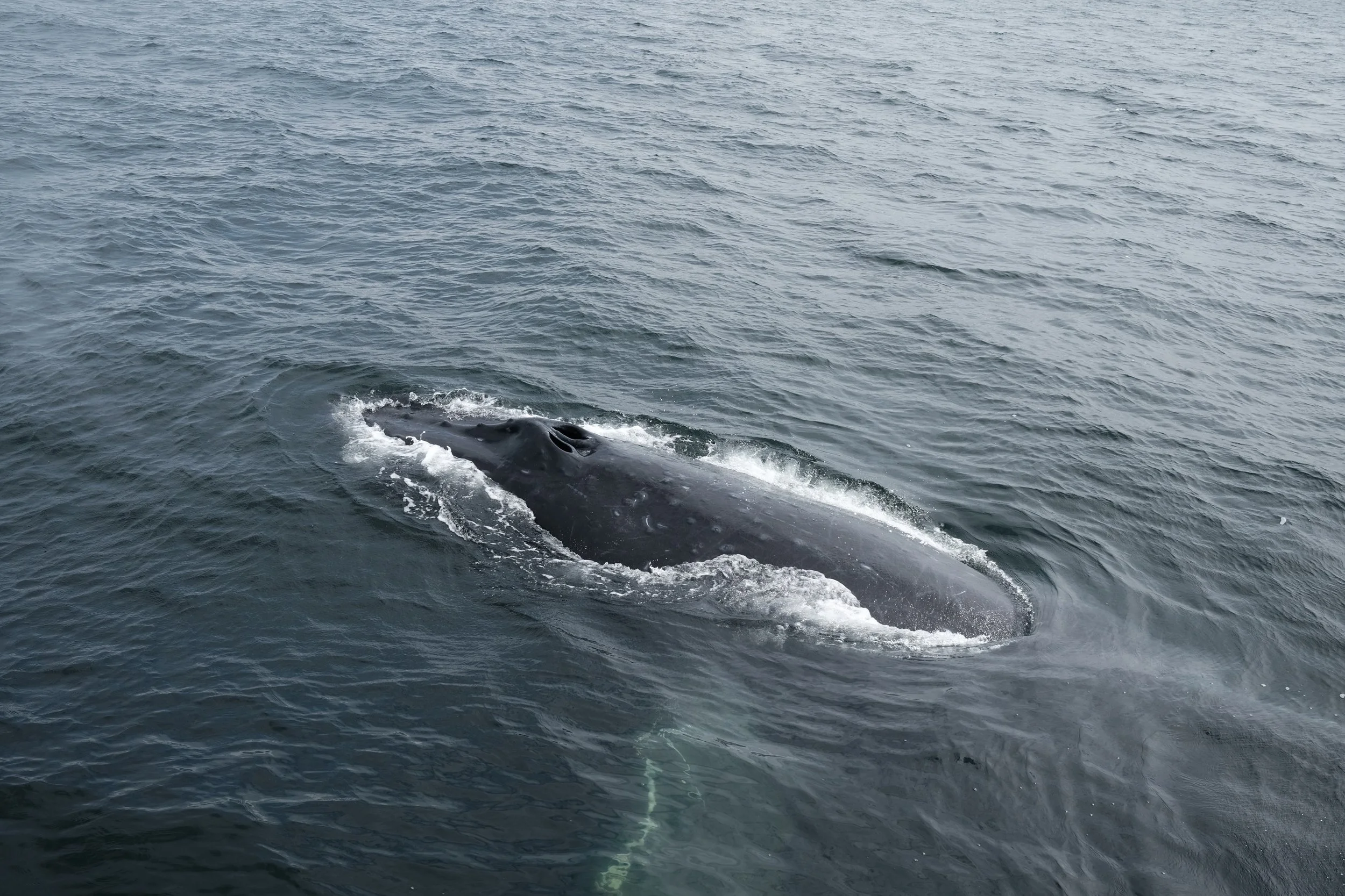 Portland & Vancouver - June 2025 - 86.jpeg