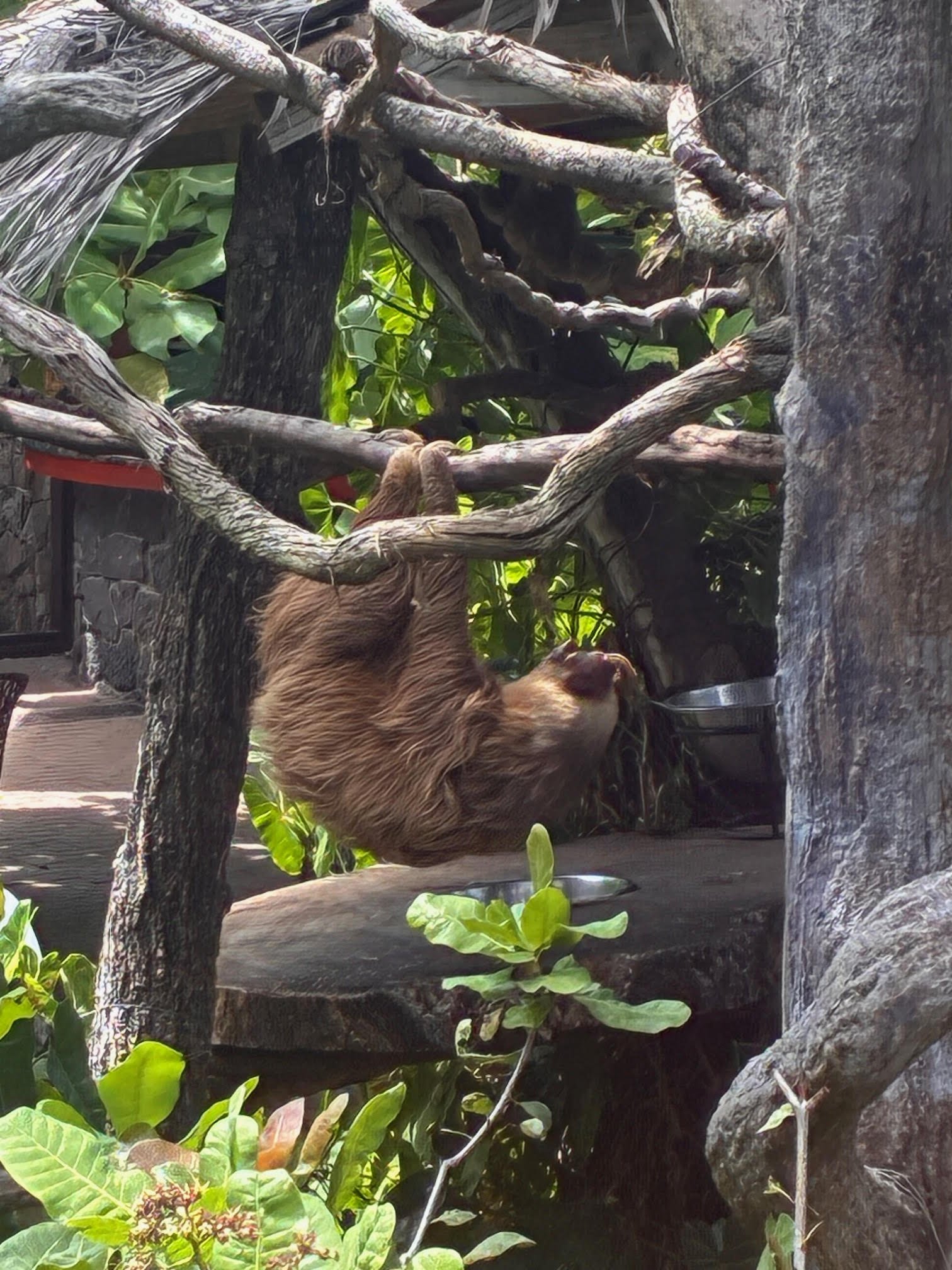 sloth.jpg