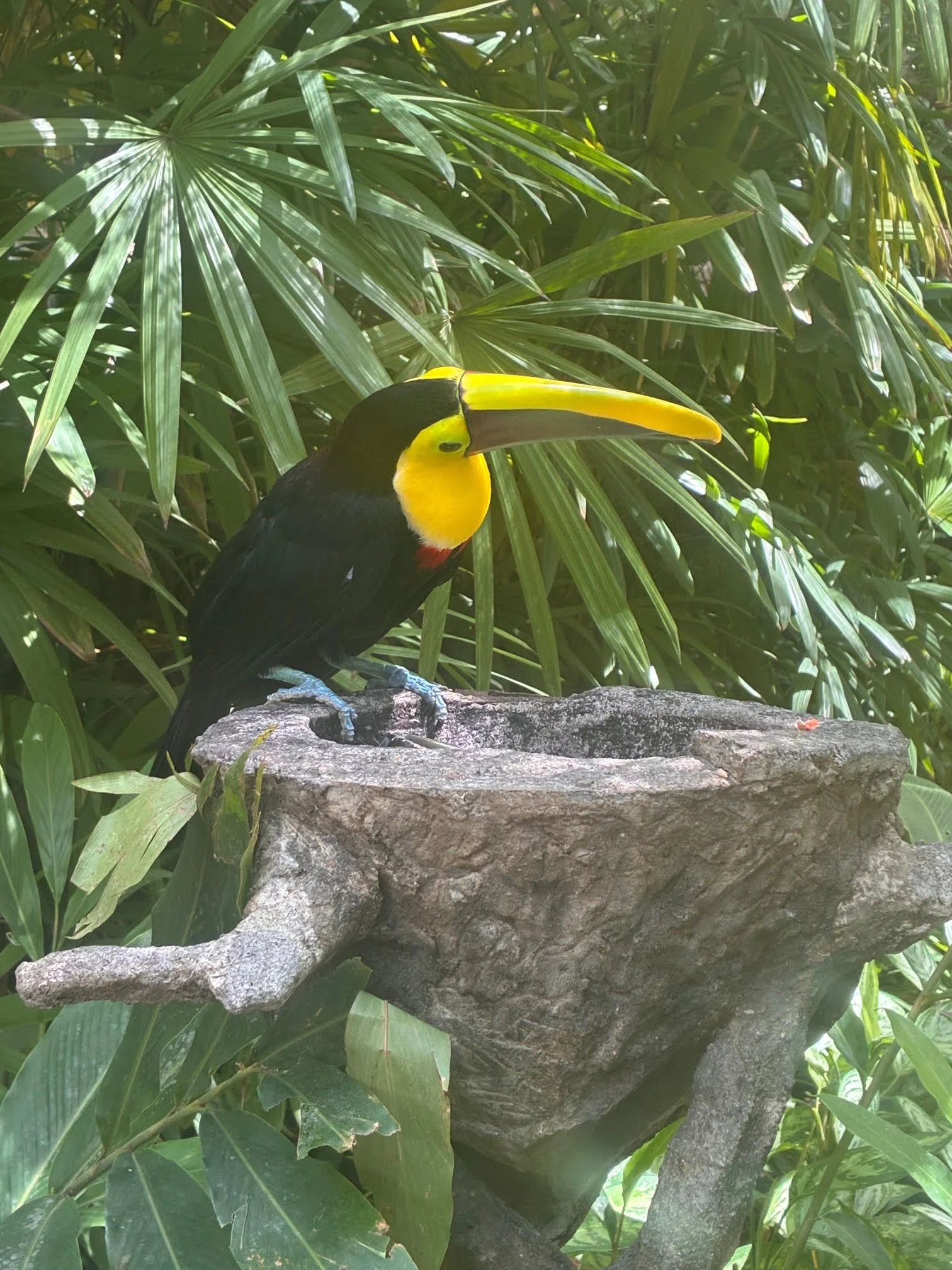 toucan.jpg