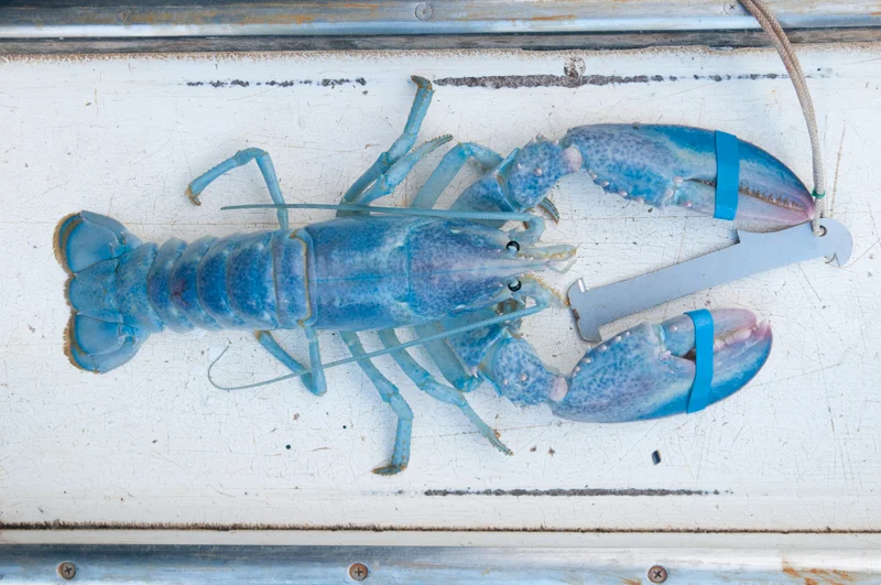 blue-lobster.jpg