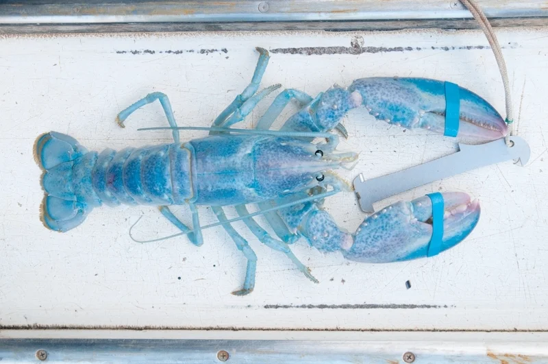 blue-lobster.jpg