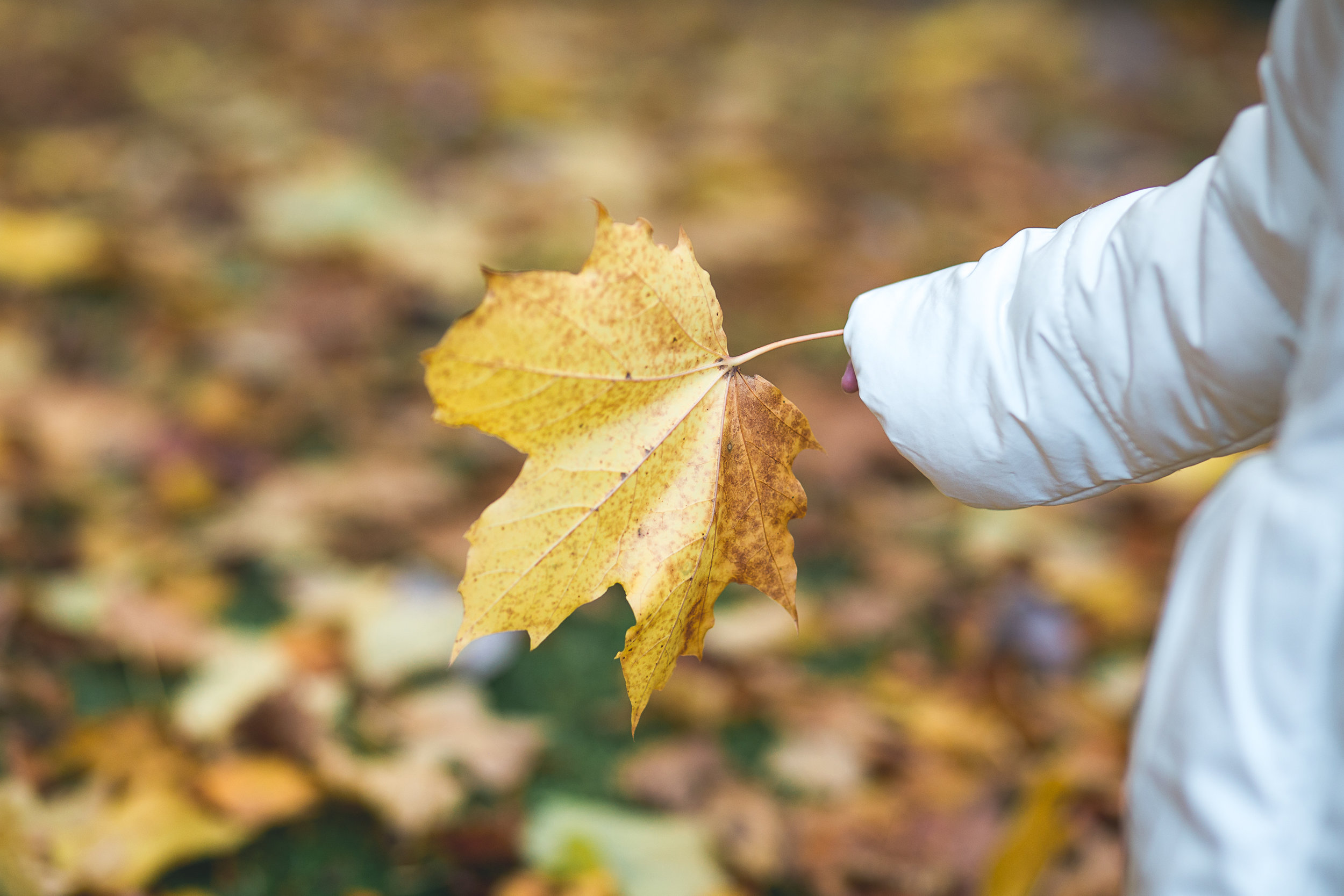 autumn leaves