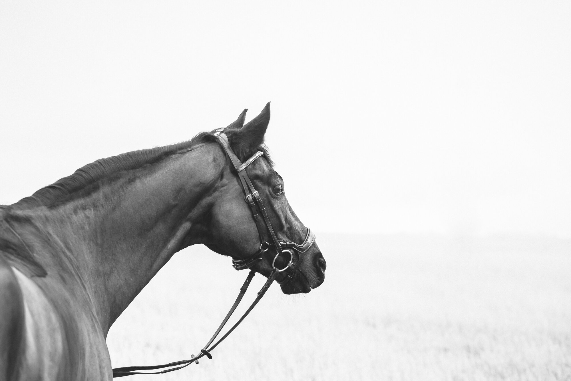 horse photographer aberdeen