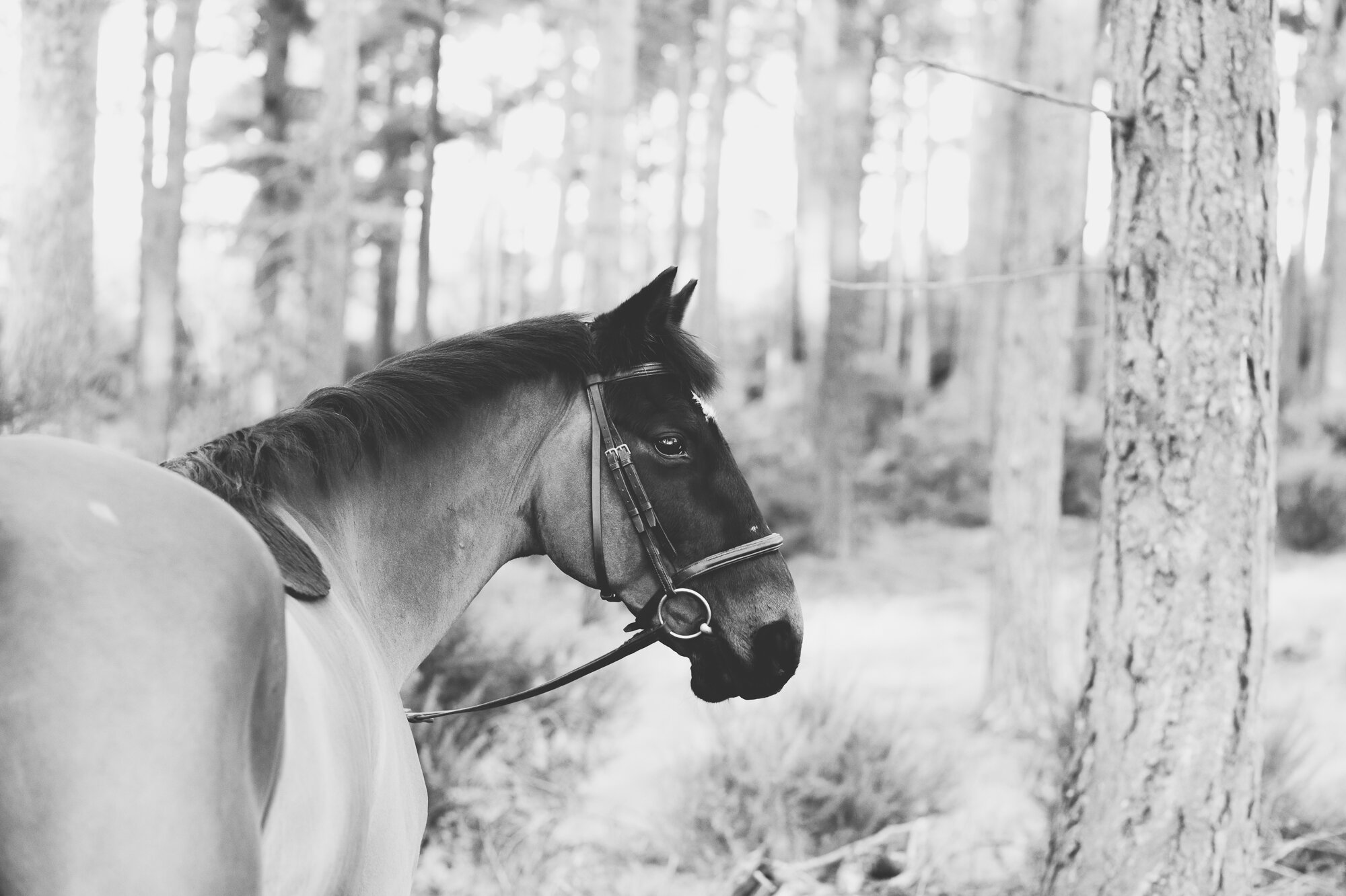 equinephotographeraberdeenshire (2 of 11).jpg