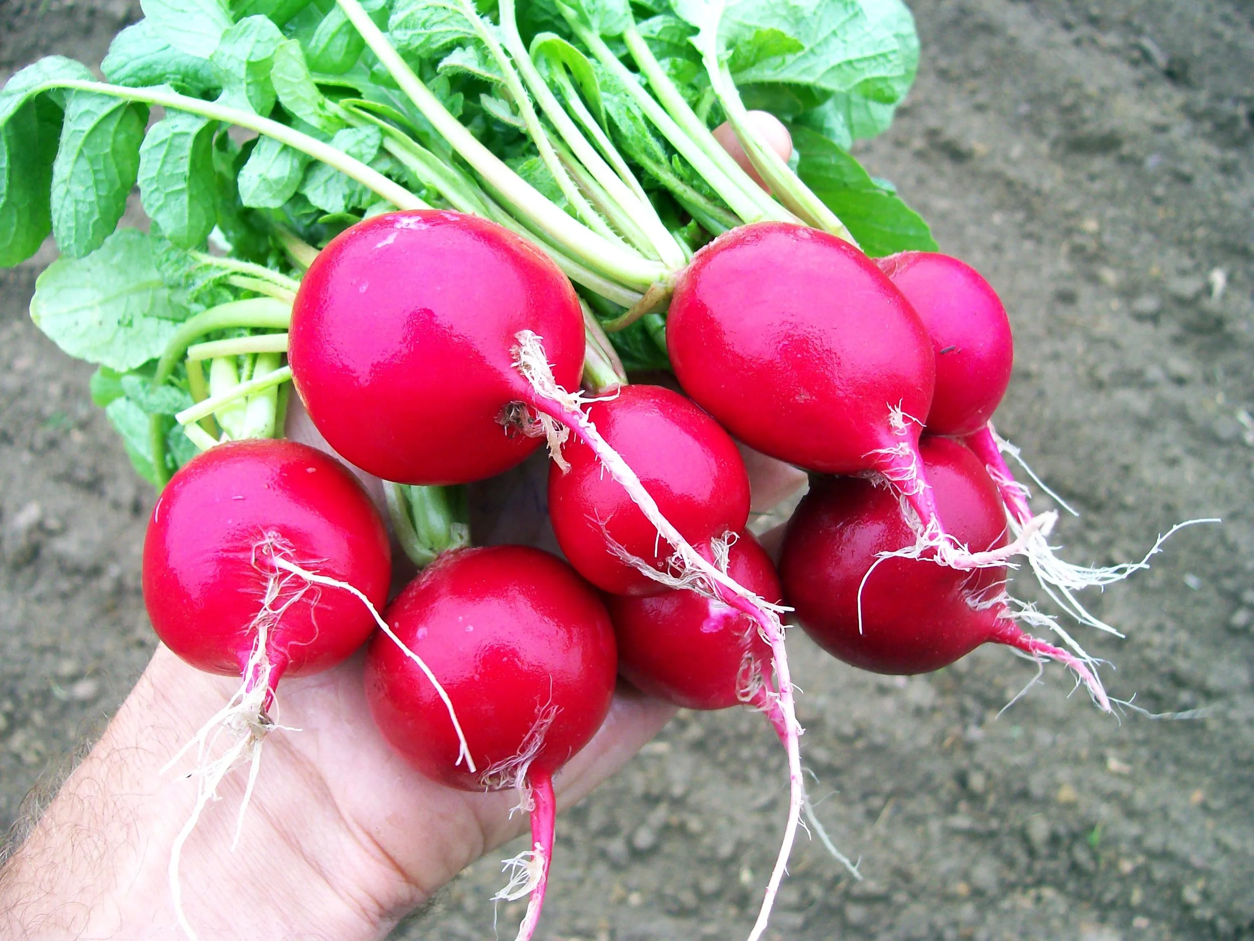 radish-cherry-belle_LRG.jpg