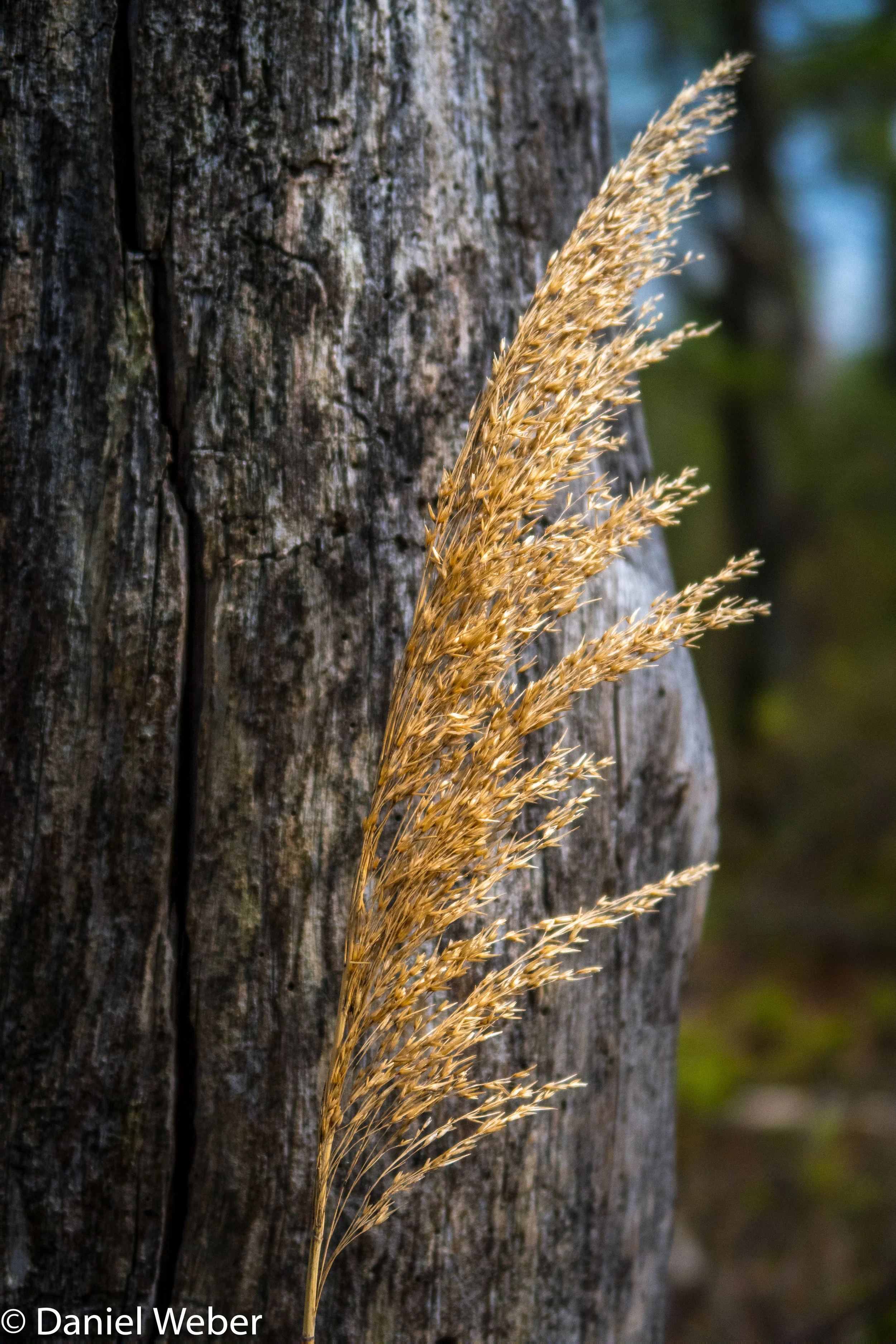 East Neck Island-4.jpg