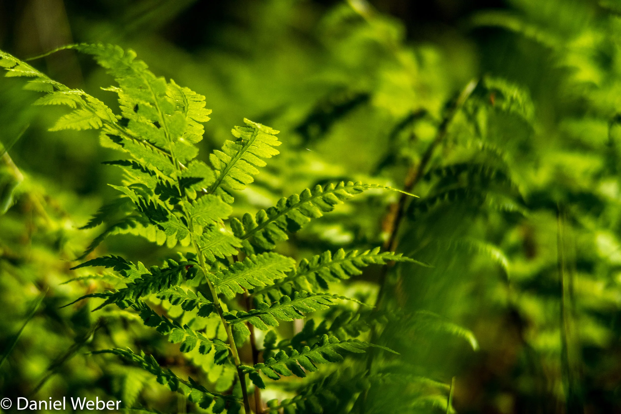 East Neck Island-7.jpg