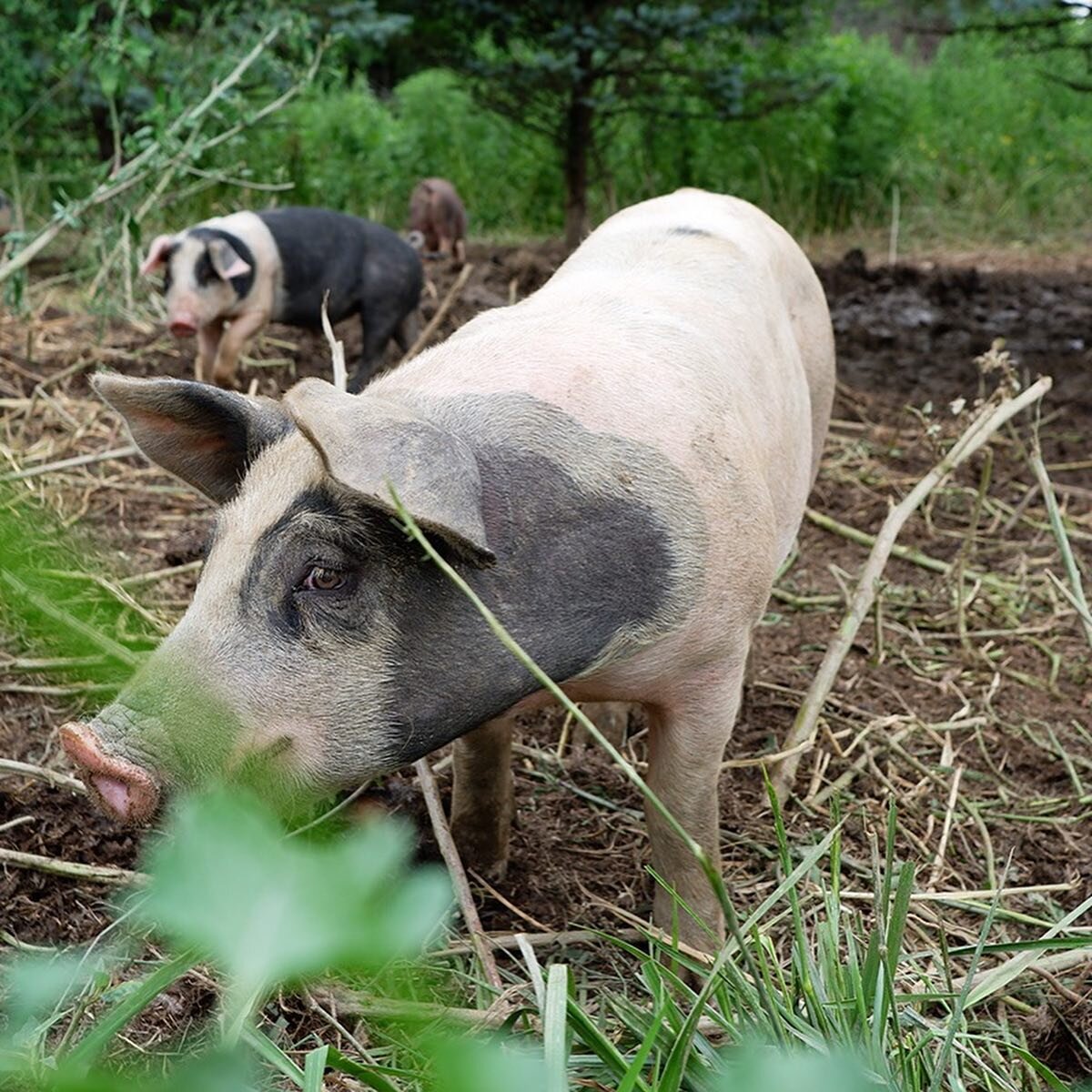 Over the weekend the Primal team took a little road trip to visit our friends at Grand View Farm. We toured the pastures to learn more about regenerative farming and build a deeper connection to where our pork comes from.

Thanks to Nick and his fami