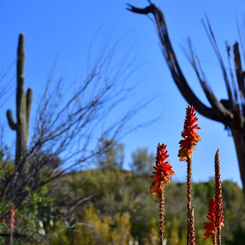 AZ Adventures: Boyce Thompson Arboretum State Park