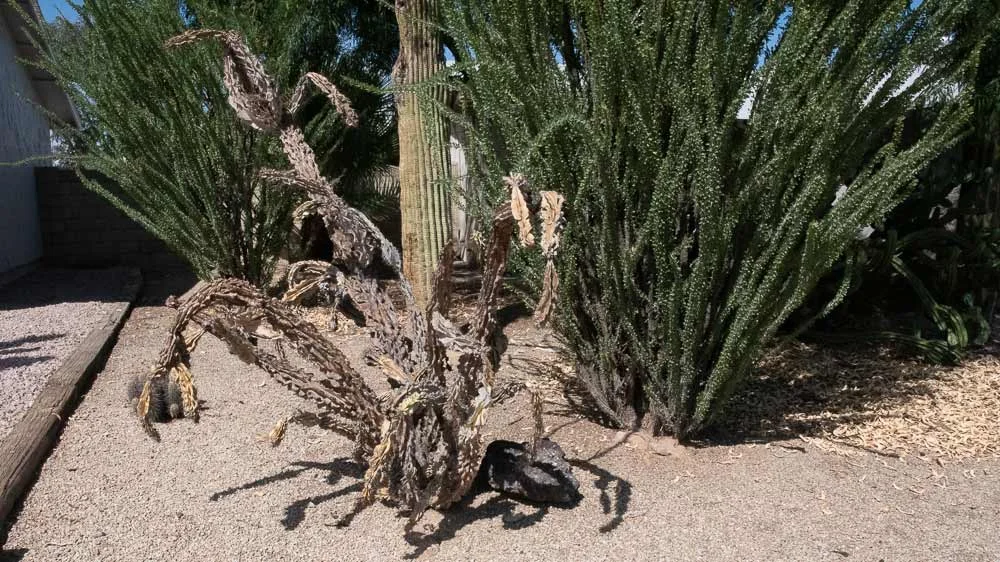 Dead-Cholla-Cactus.jpg