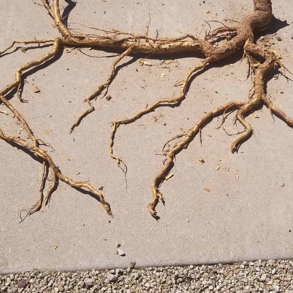 Cactus-root.jpg