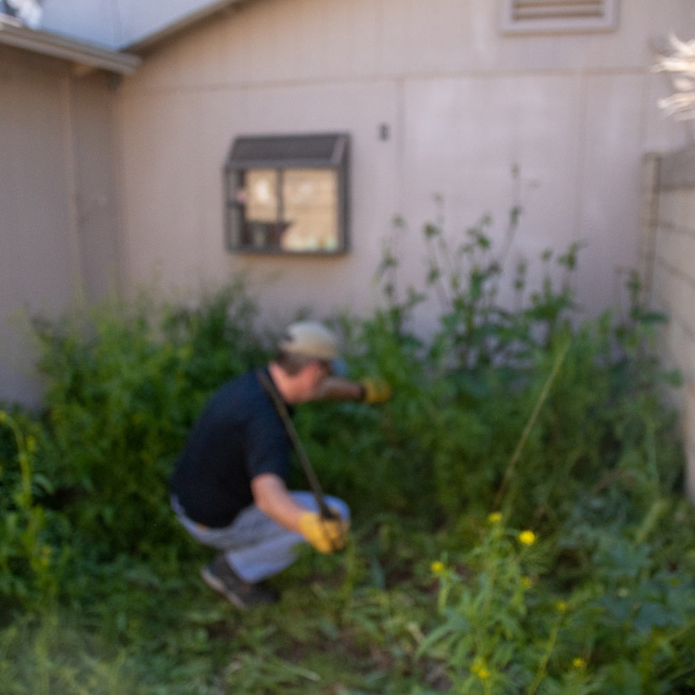 machete-weeds-1.jpg