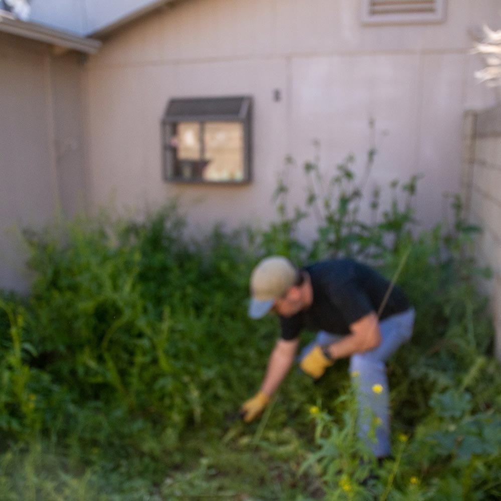 machete-weeds-0.jpg