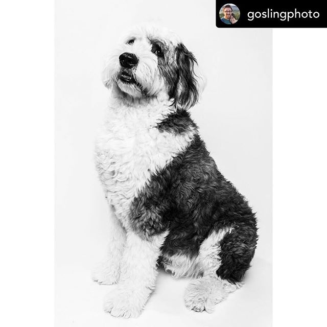 Posted @withrepost &bull; @goslingphoto 
Sherlock, Old English Sheepdog, 6 years old. .
.
.
.
.
#art #bhfyp #puppiesofinstagram #winter #petstagram #hund #picoftheday #doglife #fun #life #beautiful #snow #f #pup #funny #smile #dogsofinsta #lovedogs #